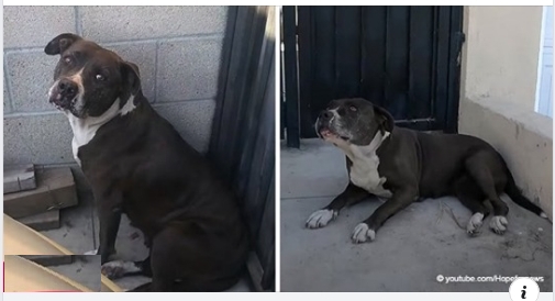 Älterer streunender Hund mit Krebs wartete 3 Wochen, um vor dem Leben auf der Straße gerettet zu werden